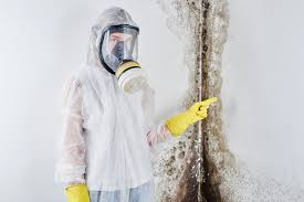 Why You Should Choose Our Mold Remediation Services in Carmel, IN